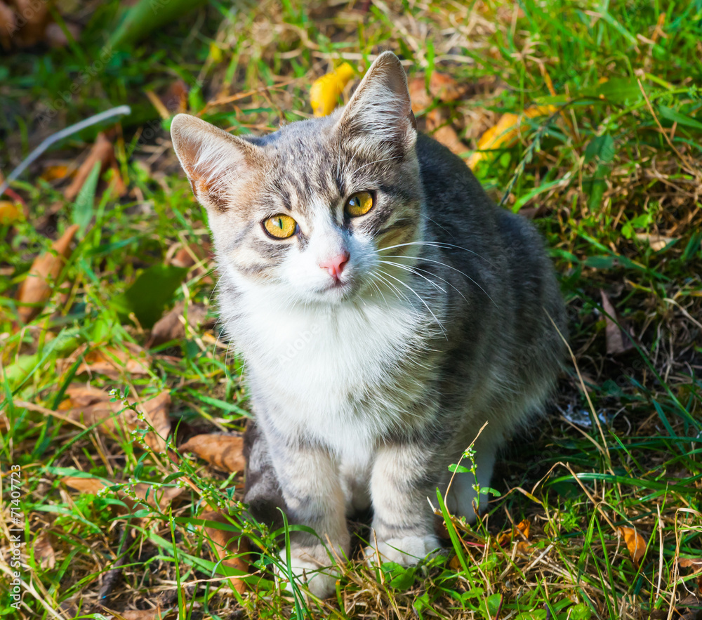little kitten playing on the grass roadside in morning little kitten playing on the grass roadside in morning