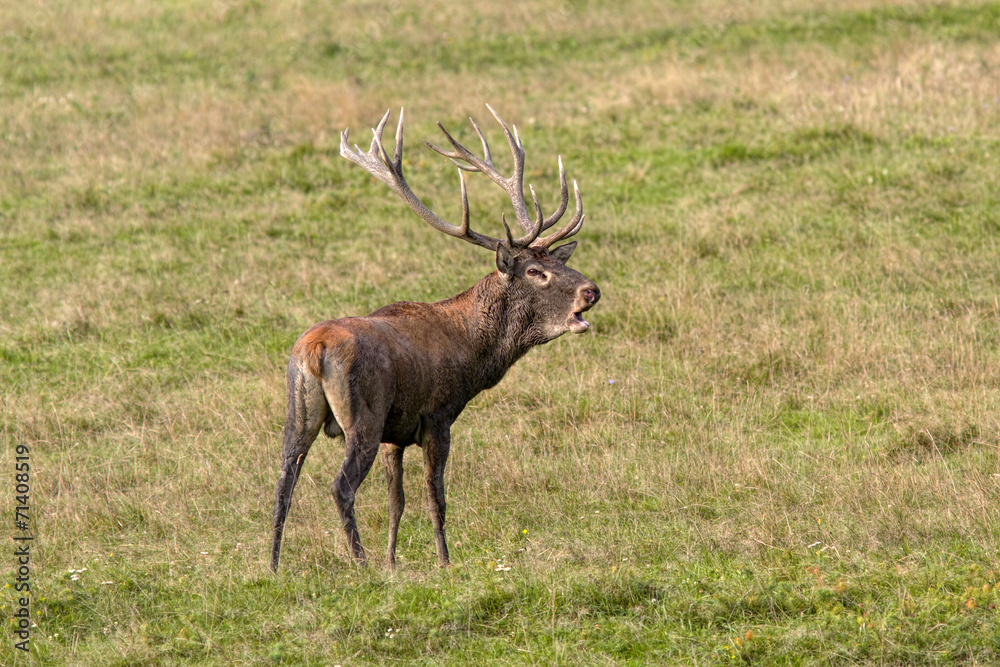 Deer Deer