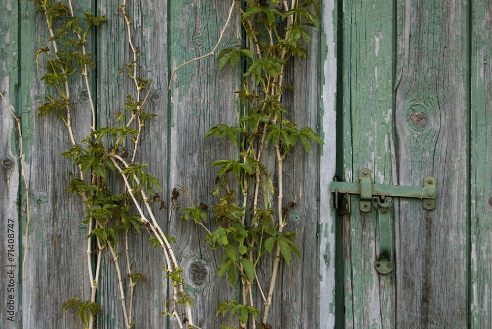 Textured Green Barn Door with Grape Vines Textured Green Barn Door with Grape Vines