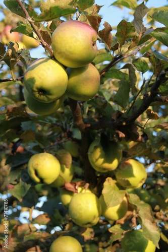 Apfelbaum kurz vor der Ernte - Hochformat