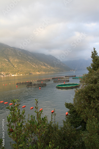 fish industry in the Bay of Kotor. Montenegro photo