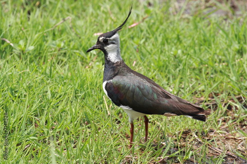 uccello pavoncella photo