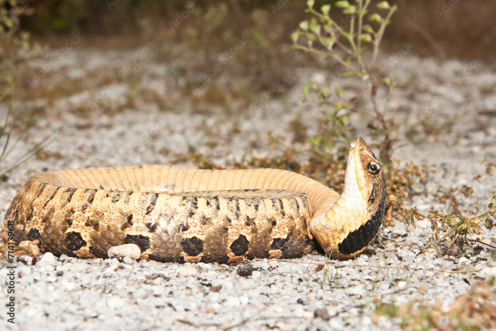Naklejka premium Eastern Hognose Snake