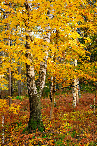 Autumn tree