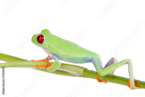 Beautiful red eyed tree frog on white background