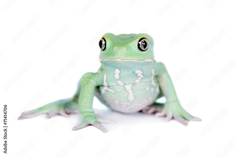 Obraz premium Waxy Monkey Leaf Frog on white background