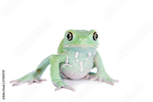 Waxy Monkey Leaf Frog on white background