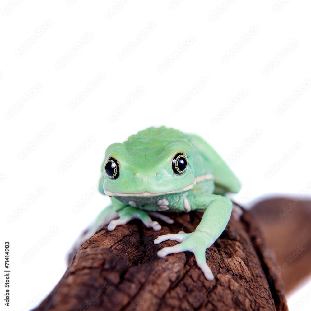 Obraz premium Waxy Monkey Leaf Frog on white background