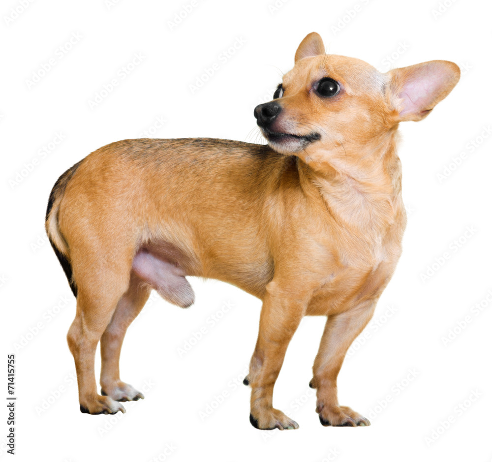 Obraz premium Russkiy Toy