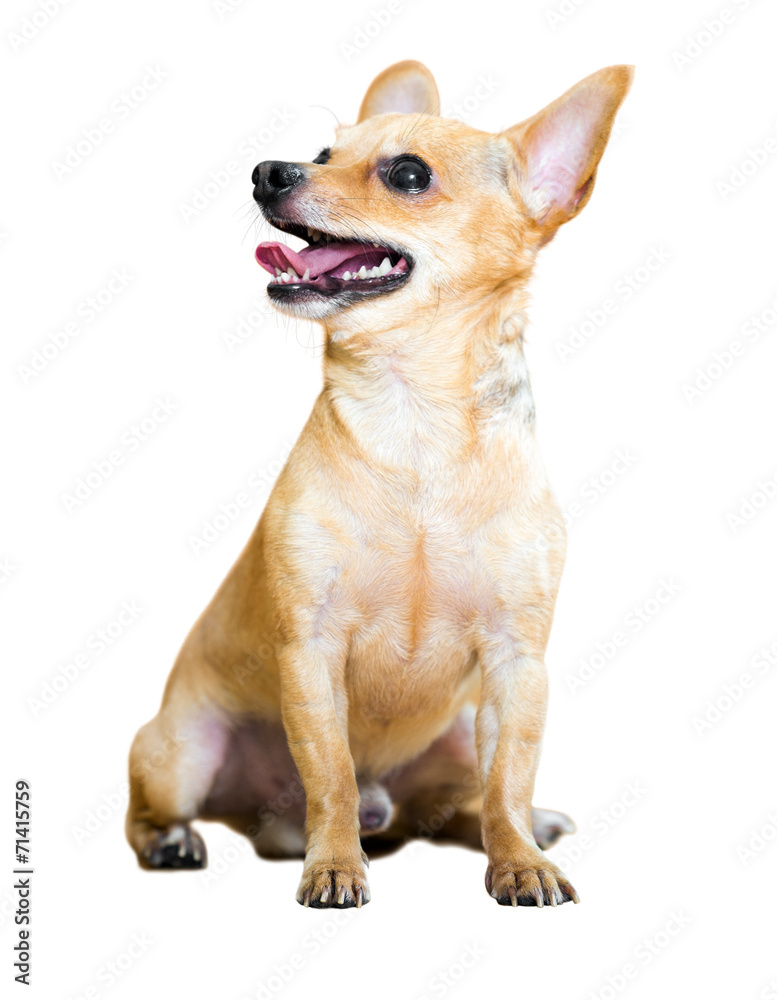 Obraz premium Russkiy Toy