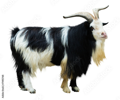 goat