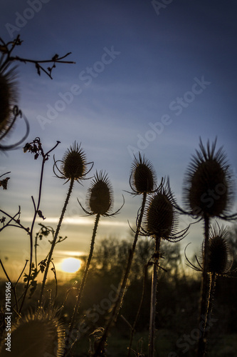 Silhouettes of teasels at winter sunset