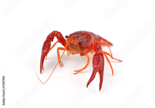 Shrimps Crayfish