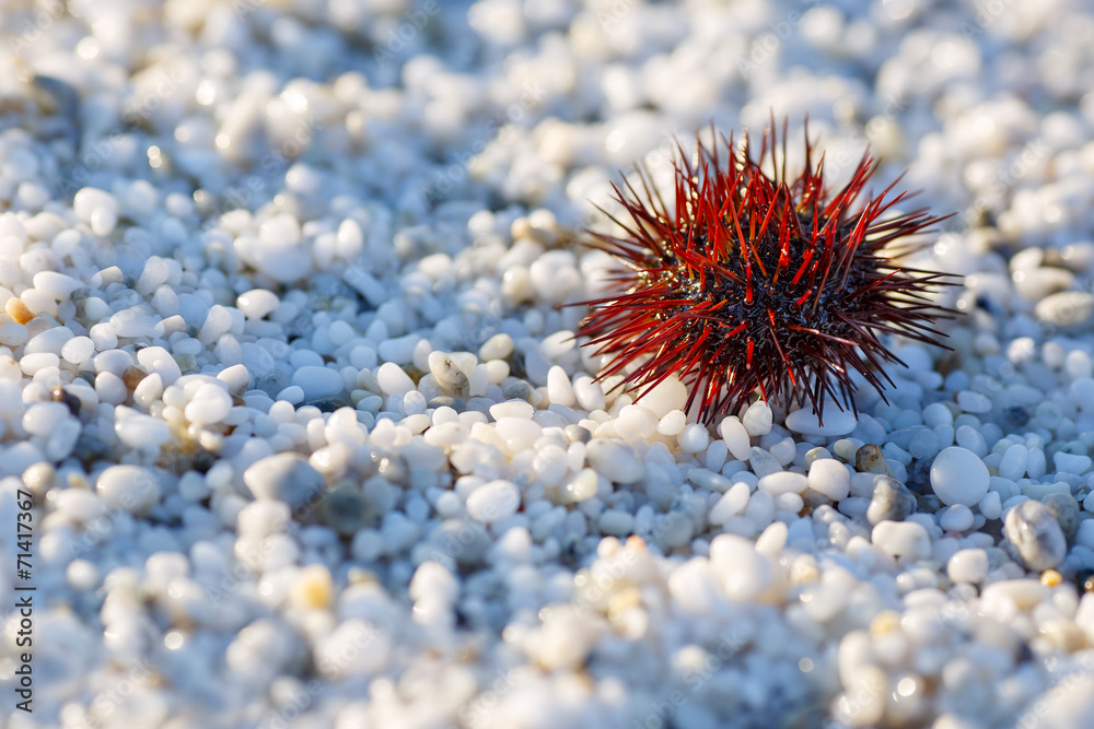 Fototapeta premium Sea urchin on beach with white marble stones