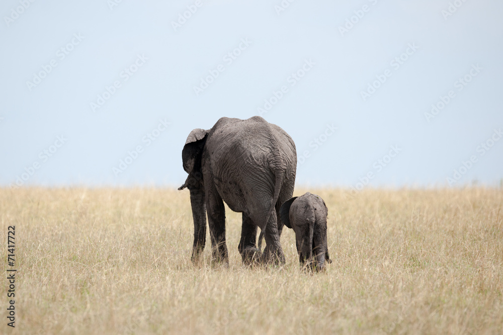 elephant elephant