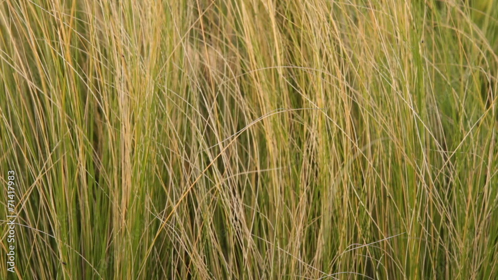 thin grass dolly thin grass dolly