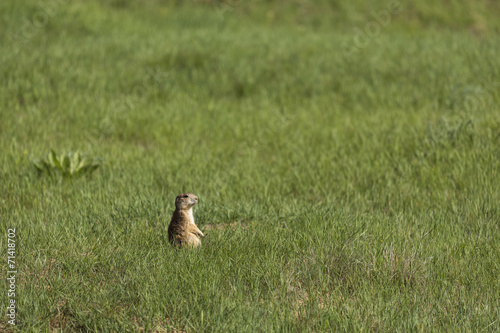 Prairie Dog