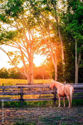Fototapeta Naklejka Na Ścianę i Meble -  Horse of a farm