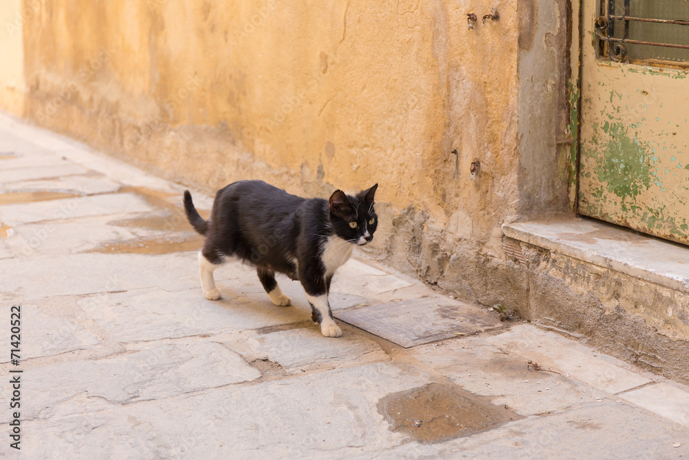 Black-and-white alley cat