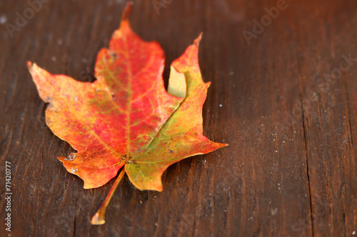 Dried Autumn leaf on wood