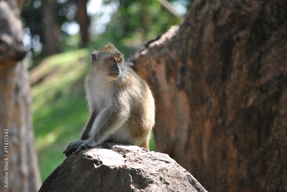 Obraz premium Monkey