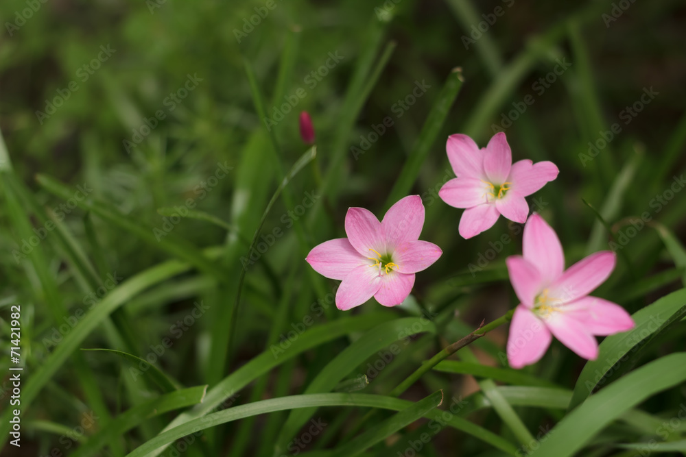 Zephyranthes Zephyranthes
