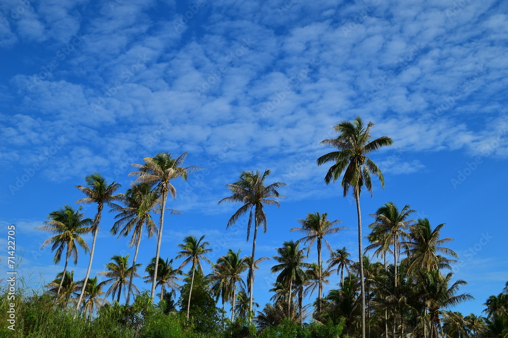 Coconut Tree & Blue Sky