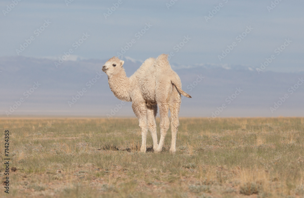 Fototapeta premium Small white camel
