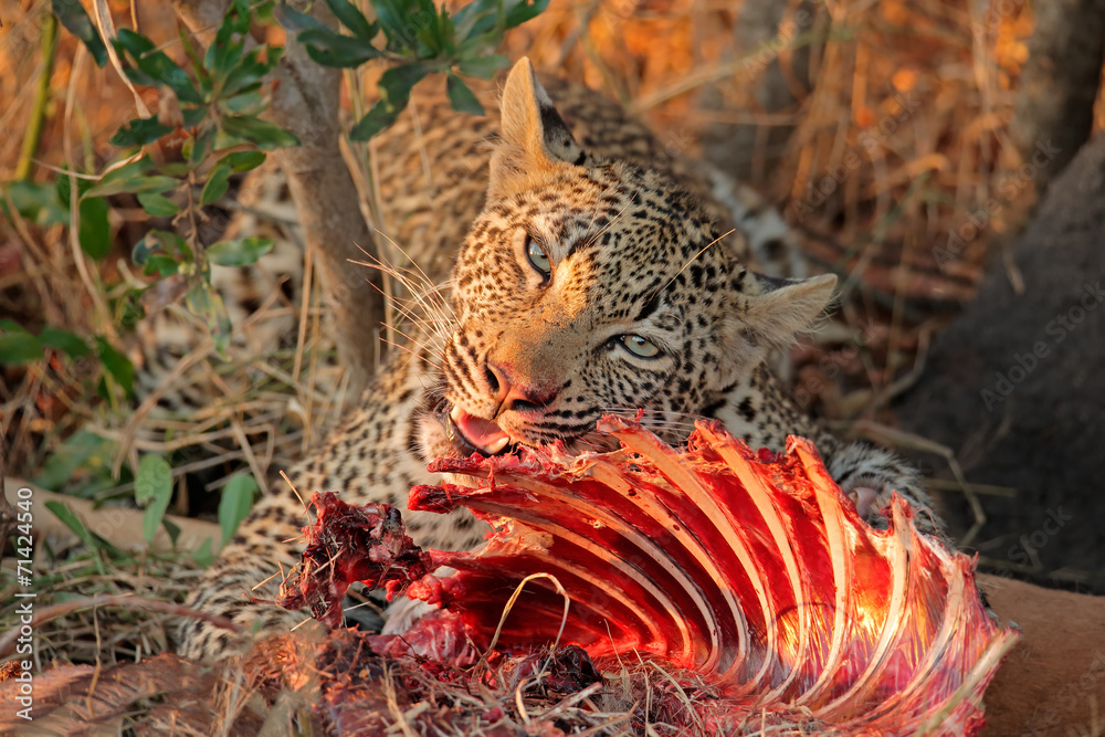 Feeding leopard