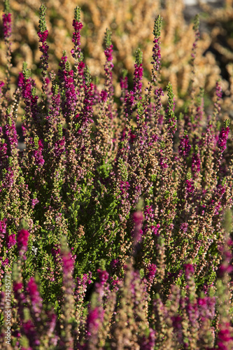 beautiful heather growing in the garden