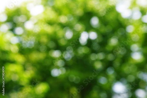 blur green background from tree in sun light