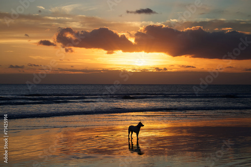 Fototapeta Naklejka Na Ścianę i Meble -  Dog in the water at sunset on Kuta beach in Bali, Indonesia