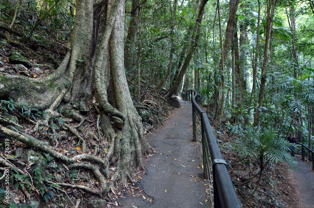 Springbrook National Park - Queensland Australia Springbrook National Park - Queensland Australia