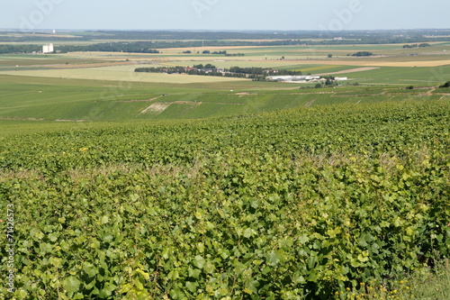 Bilde på lerret Vignoble champenois