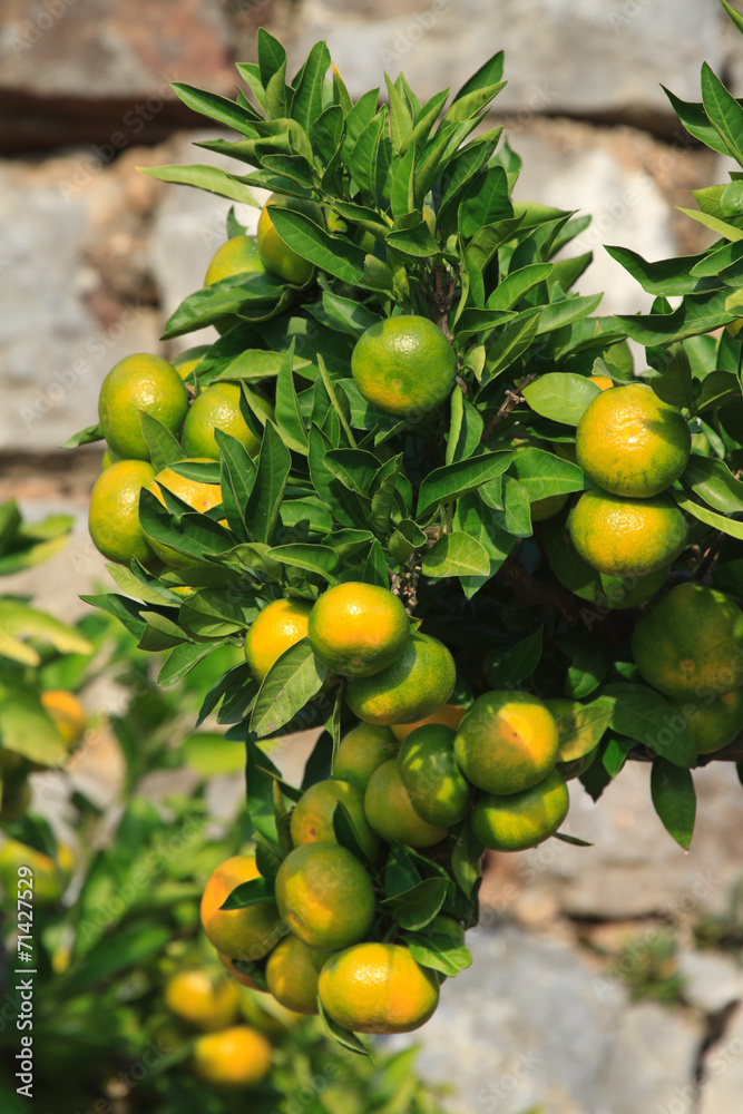 Ripe tangerines on a branch close-up vertical