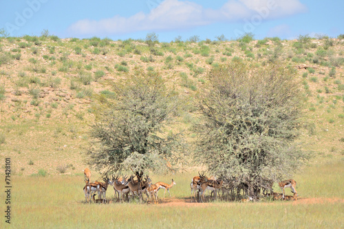 Springbok herd hiding under tree