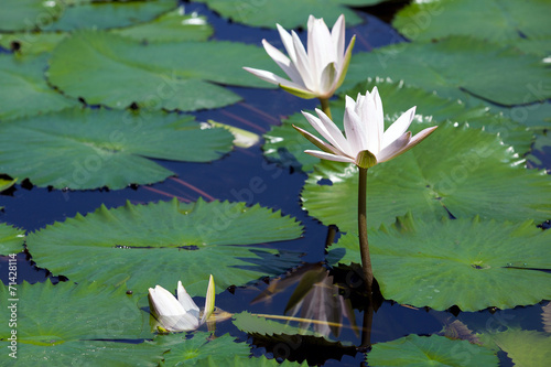 summer pond with lilies