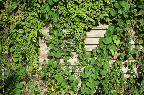 climbing plant on old wooden wall