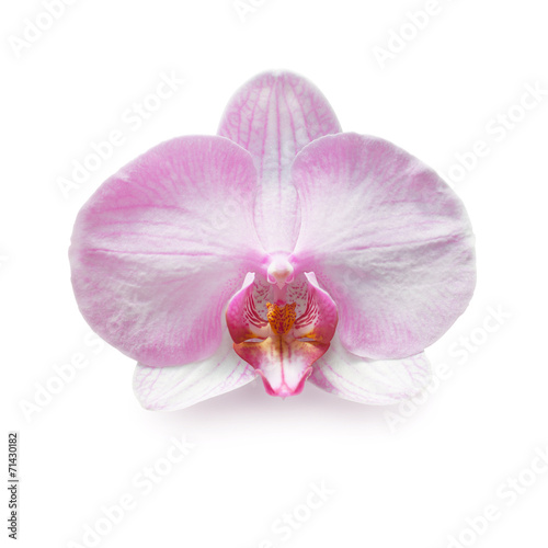 Beautiful pink orchid branch isolated on white background