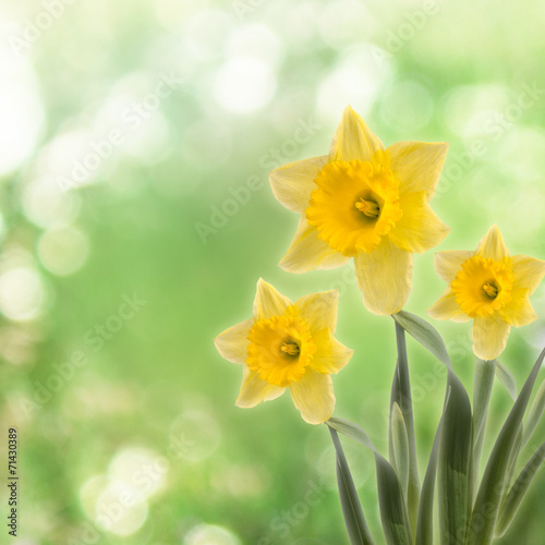 Greeting card with a bouquet of daffodils on the abstract backgr