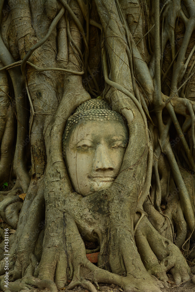 Remains of Buddha statues The head in tree Wat Mahathat.