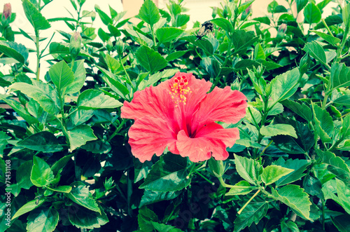 Hibiscus rosa-sinensis