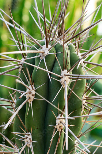 Kaktusdornen - Makro