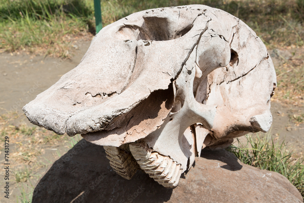Elephant skull