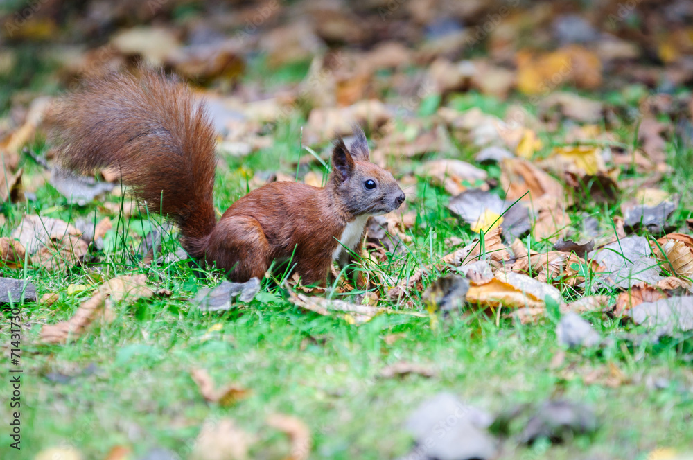 European red squirrel - autumn coloration European red squirrel - autumn coloration