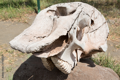 Elephant skull © ThoPics