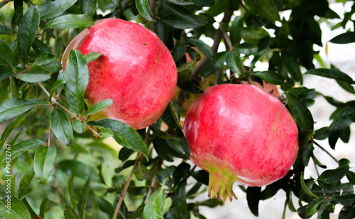 Bunch of red ripe pomegranate fruit on tree