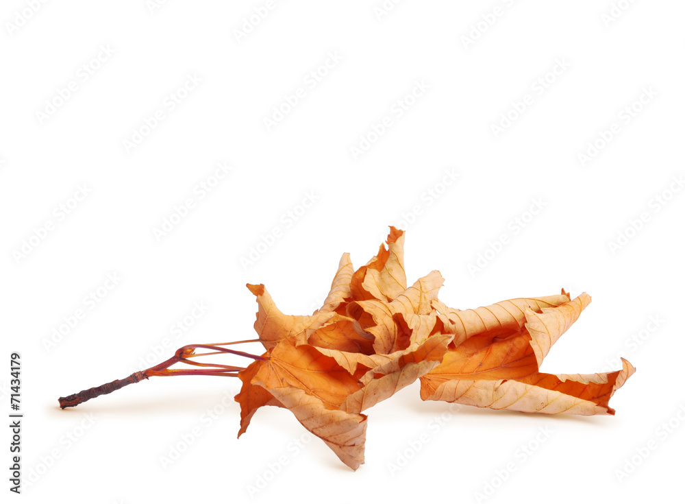 Fototapeta premium Dried autumn leaves isolated on white background