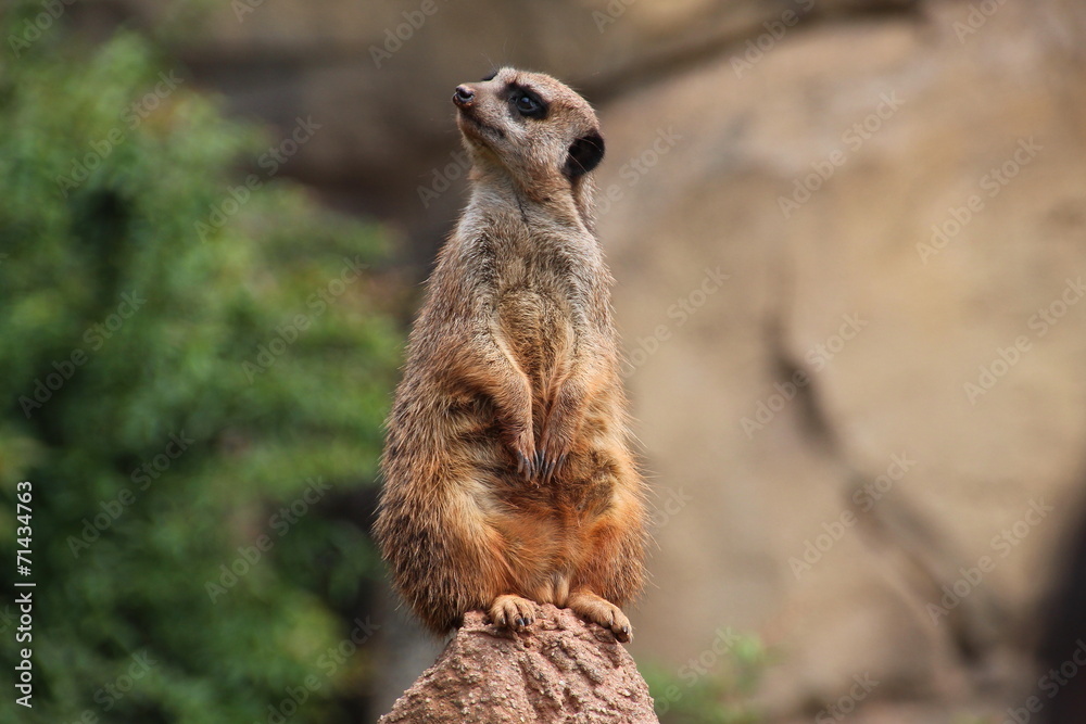 Fototapeta premium Suricata suricatta