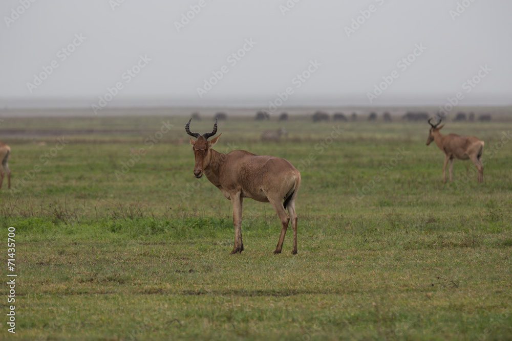red hartebeest red hartebeest